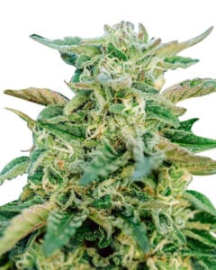 Grease Gun Strain Autoflowering Feminized Cannabis Seeds 