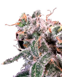 Kombucha Cream Strain Feminized Cannabis Seeds 