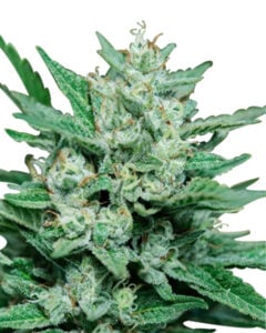 Papa Smurf Strain Fast Version Feminized Cannabis Seeds