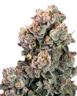Slurpicane Strain Fast Version Feminized Cannabis Seeds 