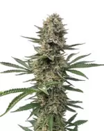 Space Panda Strain Feminized Cannabis Seeds 