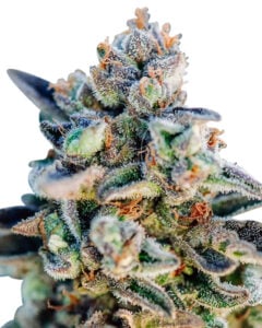 Top Gun Strain Autoflowering Feminized Cannabis Seeds 