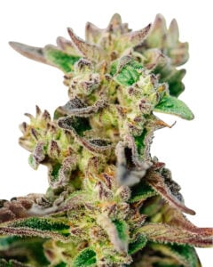 Tricross Strain Autoflowering Feminized Cannabis Seeds 