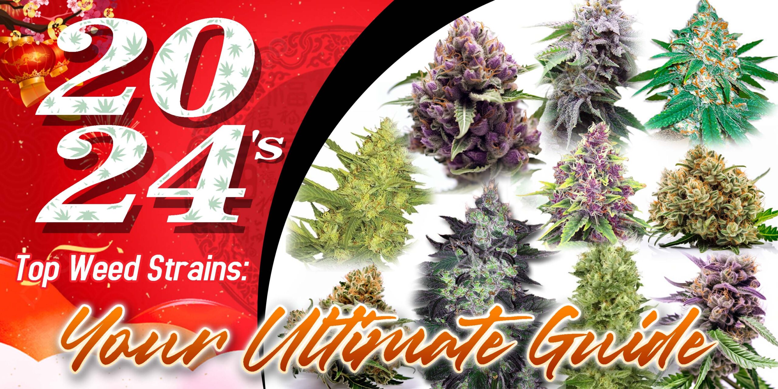 2024’s Top Weed Strains: Your Ultimate Guide