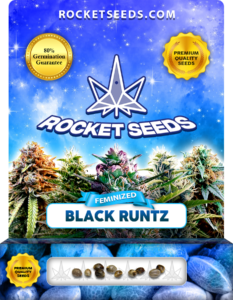 Black Runtz Strain Feminized Cannabis Seeds