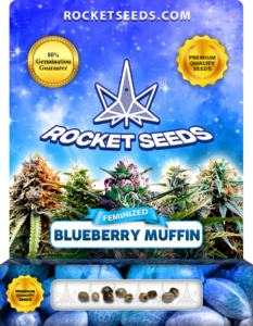 Blueberry Muffin Strain Feminized Marijuana Seeds