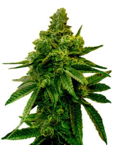 Biscotti Strain Feminized Marijuana Seeds
