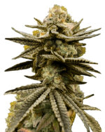 Blue Mylk Strain Feminized Cannabis Seeds