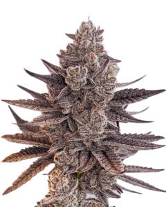 Chunky Nova Strain Autoflowering Feminized Marijuana Seeds
