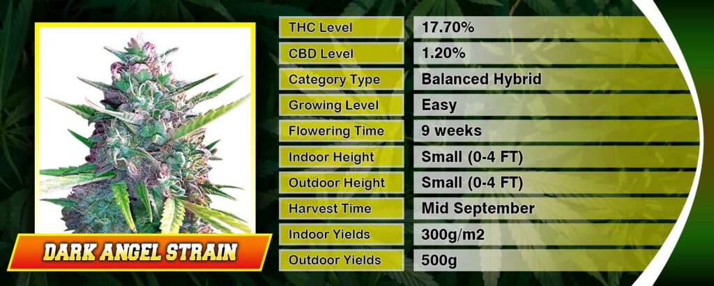 2024 S Top Weed Strains Your Ultimate Guide Rocket Seeds   Dark Angel Strain SPECS Top 2024 1024x410 