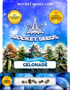 Gelonade Strain Feminized Cannabis Seeds