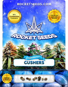 Gushers Strain Feminized Fast Version Marijuana Seeds