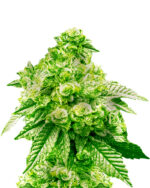 Grease Monkey Strain Feminized Marijuana Seeds