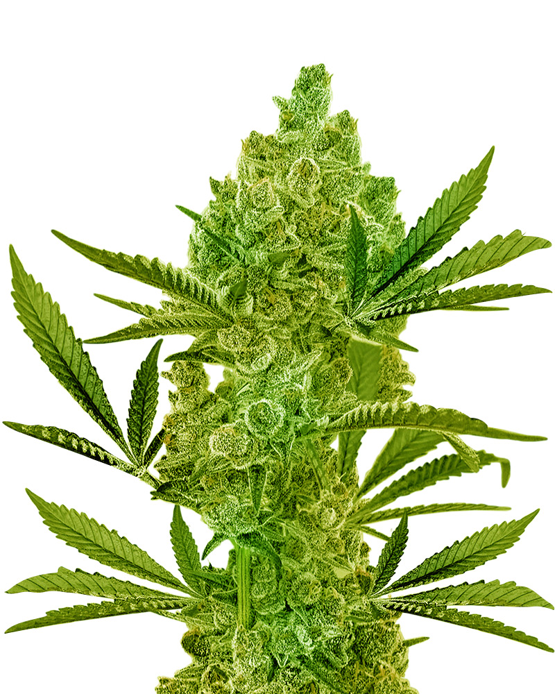 Gushers Strain Feminized Fast Version Marijuana Seeds