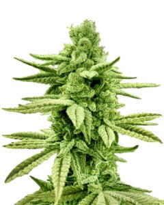 Gushers Strain Feminized Marijuana Seeds