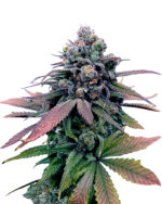 Italian Ice Strain Feminized Cannabis Seeds