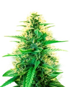 La Kush Cake Autoflowering Feminized Marijuana Seeds