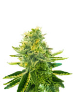 La Kush Cake Feminized Marijuana Seeds