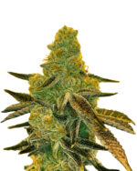 Peanut Butter Breath Strain Feminized Fast Version Marijuana Seeds