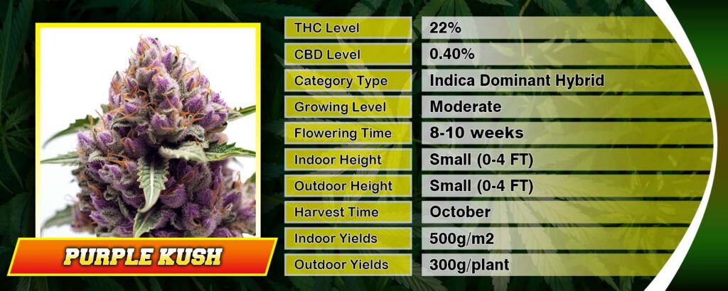 2024 S Top Weed Strains Your Ultimate Guide Rocket Seeds   Purple Kush SPECS Top 2024 1024x410 