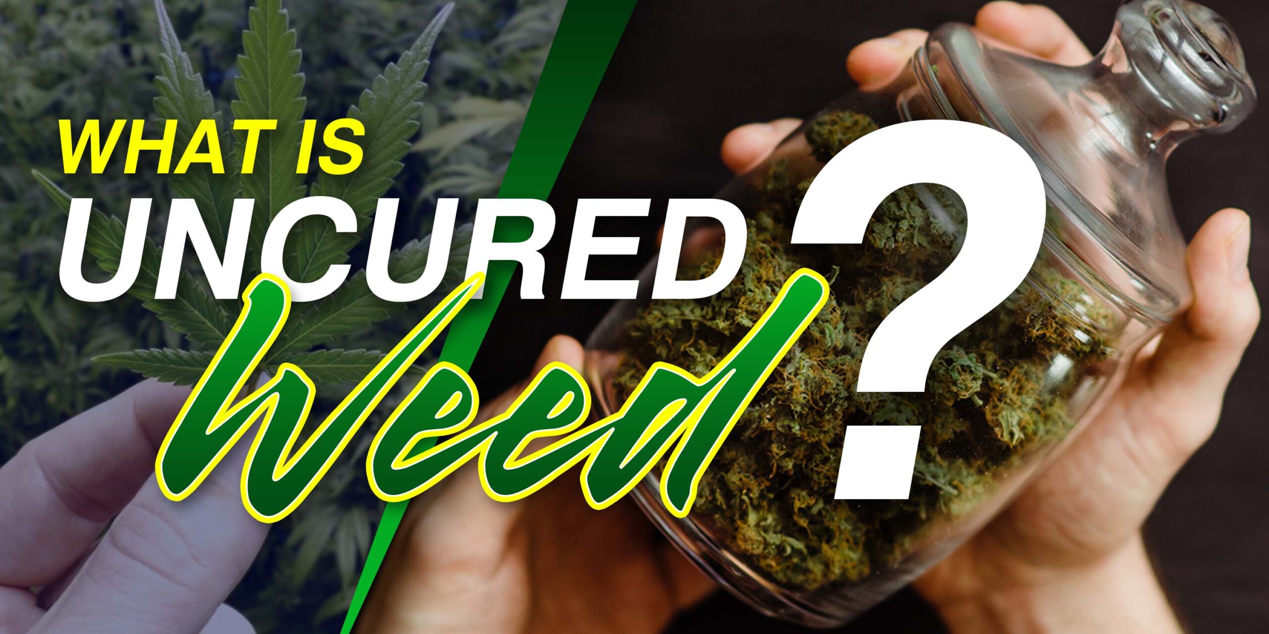 What Is Uncured Weed?