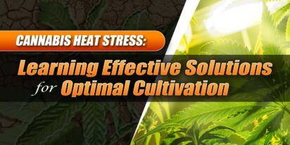 Heat Stress on Weed Plants