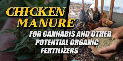 Chicken Manure for Cannabis