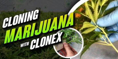 Cloning Marijuana with Clonex