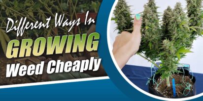 Growing Weed Cheaply