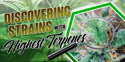 Strains With Highest Terpenes