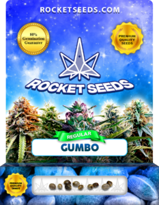 Gumbo Strain Regular Marijuana Seeds