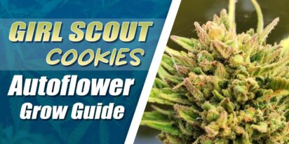 Girl Scout Cookies Autoflower Grow Guide
