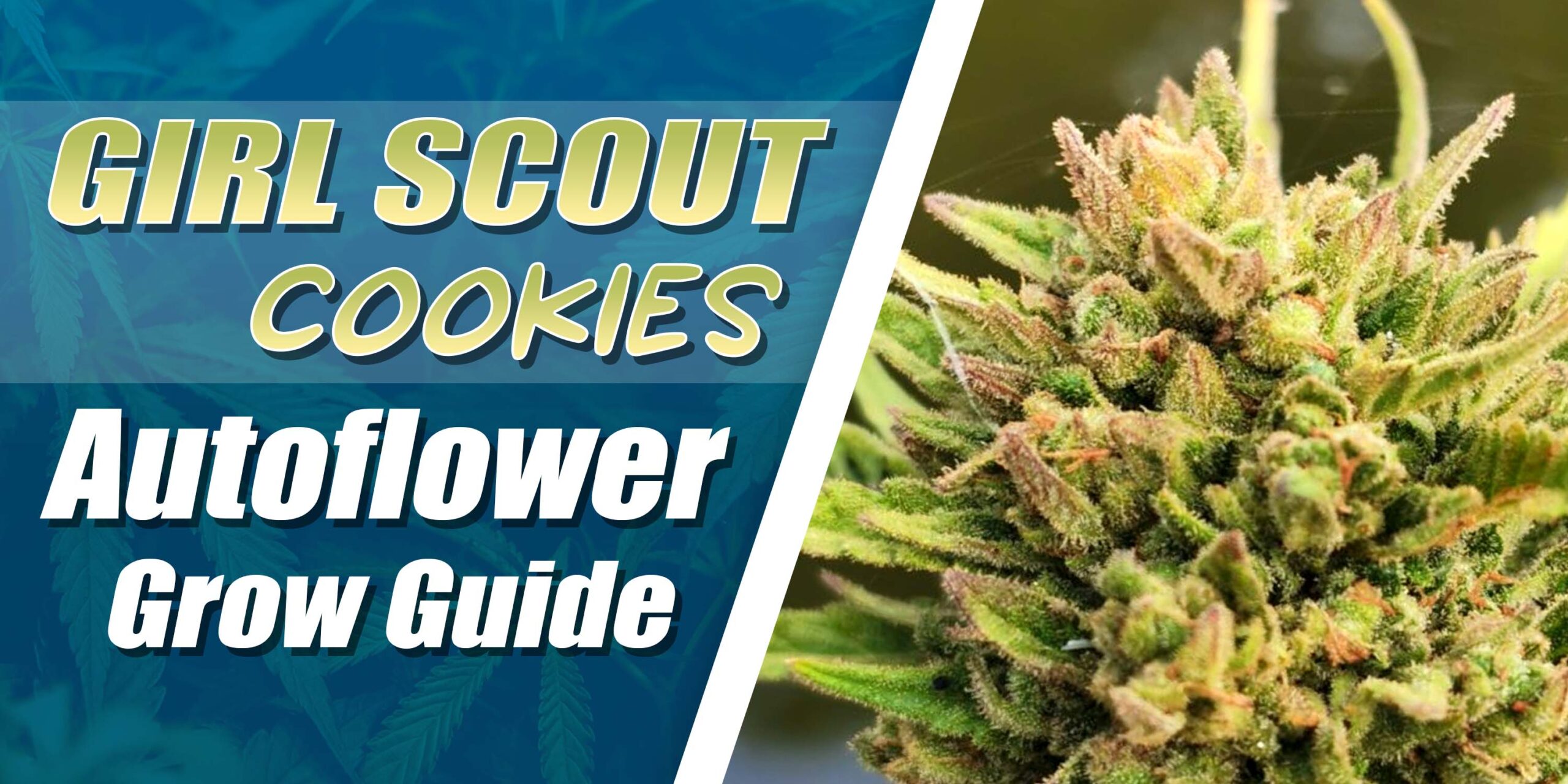 Girl Scout Cookies Autoflower Grow Guide