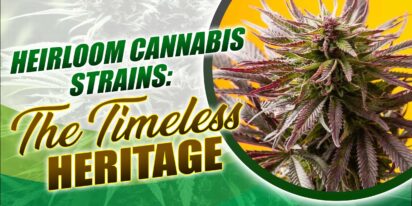 Heirloom Cannabis