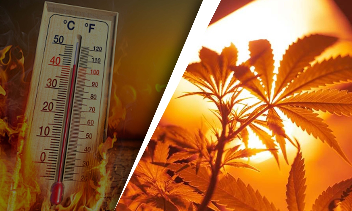 heat stress on weed plants