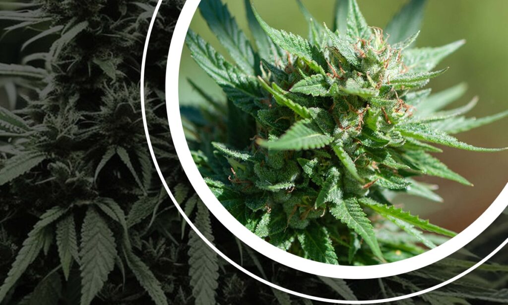 Heirloom Cannabis Strains: The Timeless Heritage - Rocket Seeds