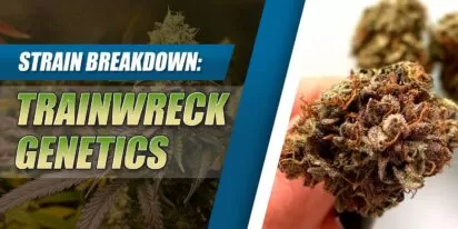 Trainwreck Genetics