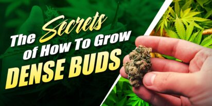 How To Grow Dense Buds