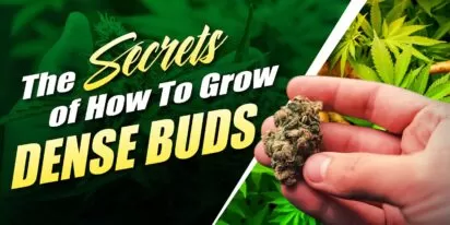 How To Grow Dense Buds
