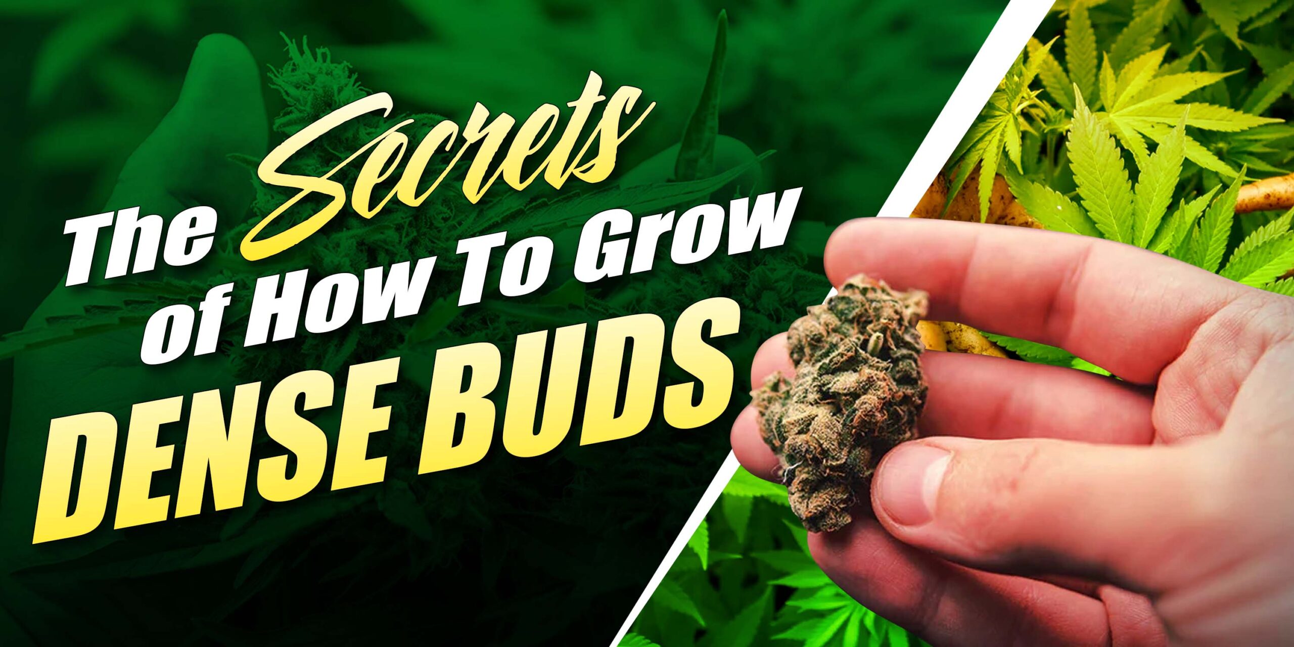 The Secrets of How To Grow Dense Buds
