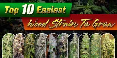 Easiest Weed Strain to Grow