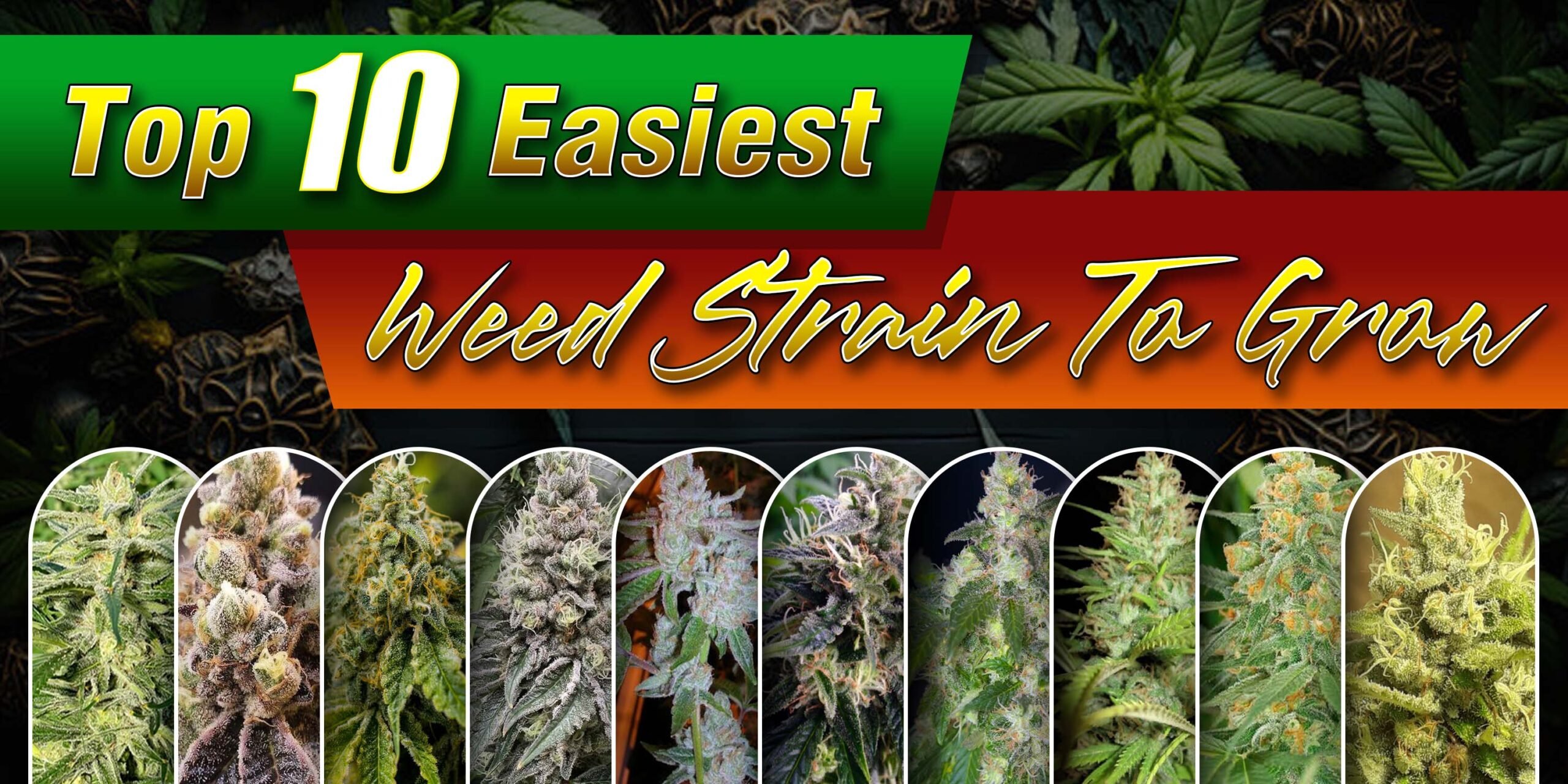 Top 10 Easiest Weed Strain to Grow