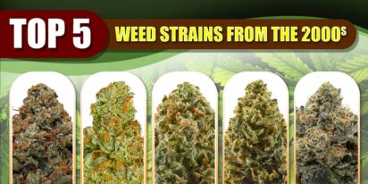 Weed Strains From The 2000s