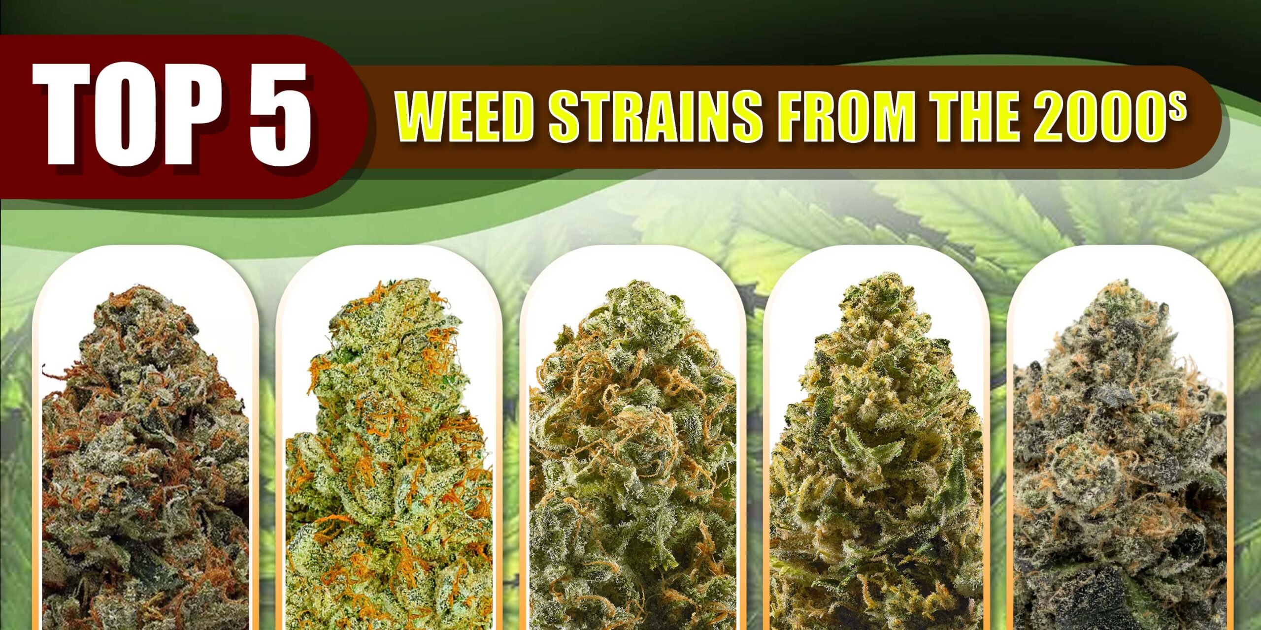 Top 5 Weed Strains From The 2000s