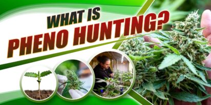 Pheno Hunting