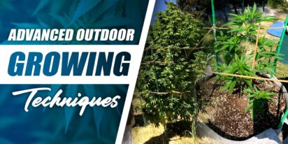 Advanced Outdoor Growing Techniques