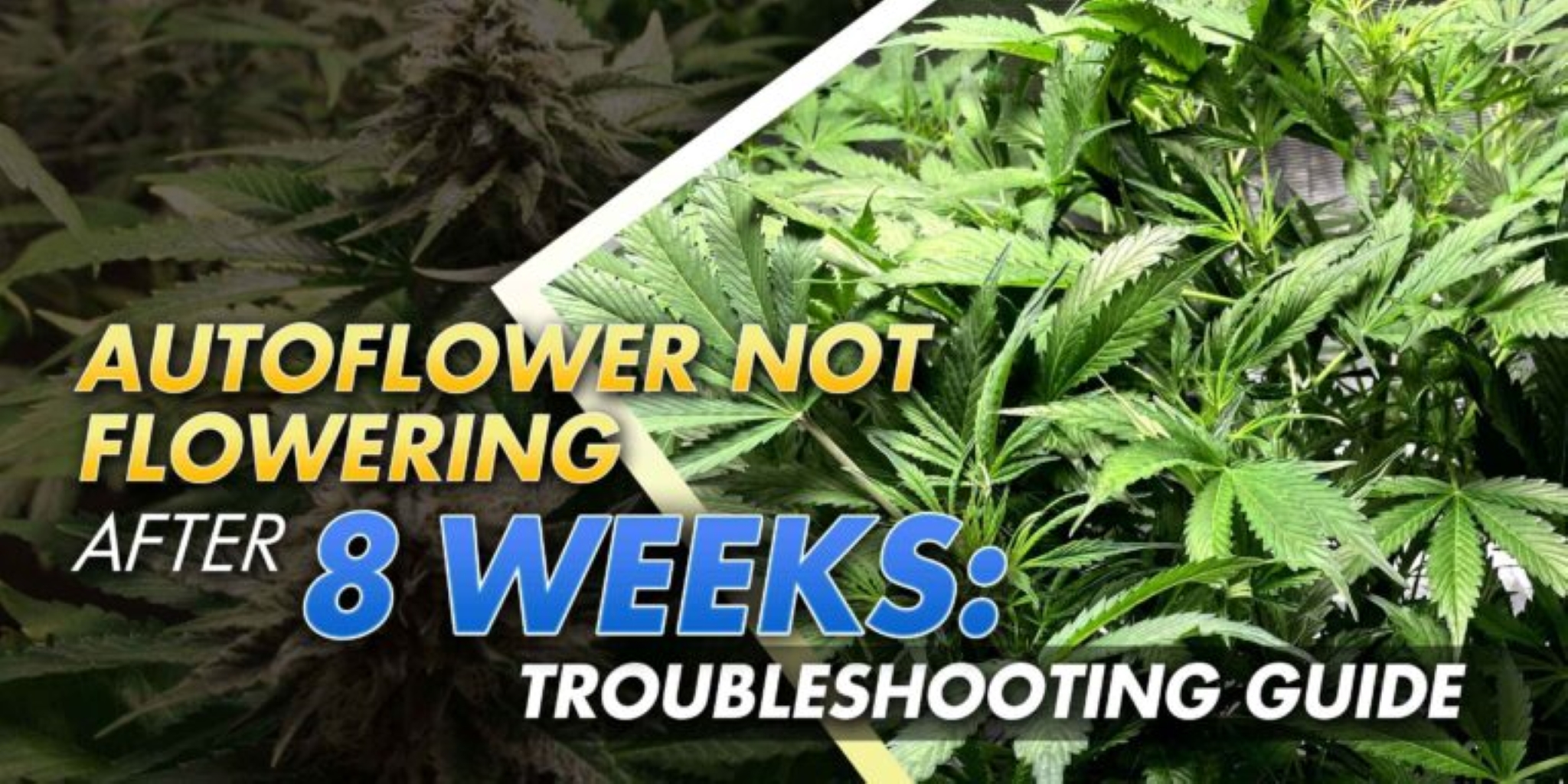 Autoflower Not Flowering After 8 Weeks: Troubleshooting Guide