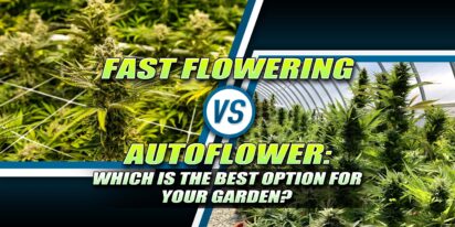 Fast Flowering vs Autoflower