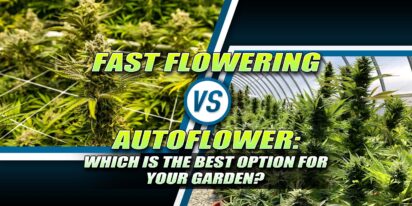 Fast Flowering vs Autoflower