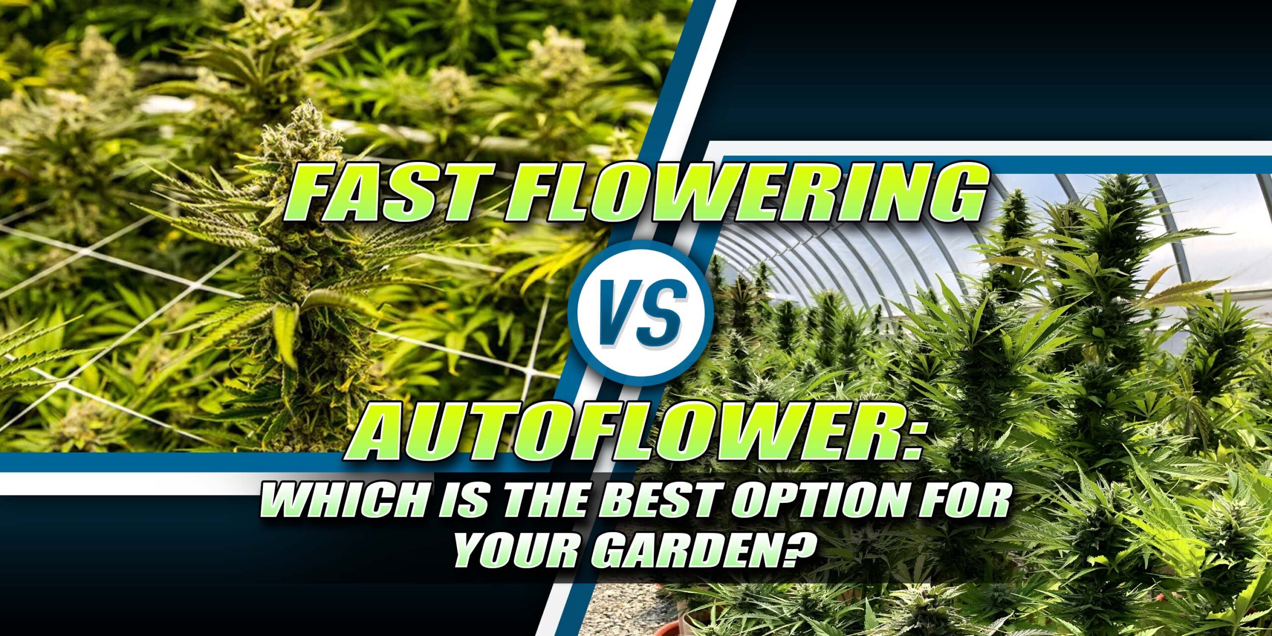 Fast Flowering vs Autoflower